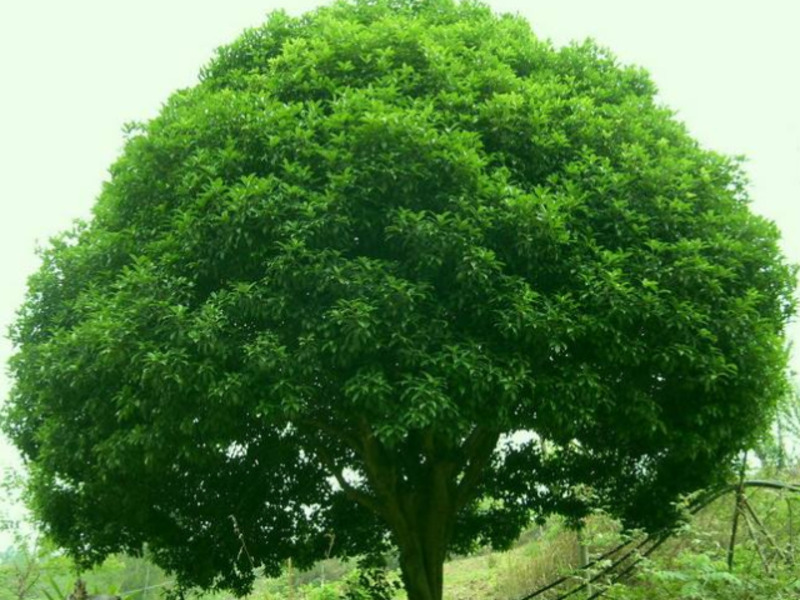 江苏原生冠香樟树一棵 诚信服务 咸安区春城苗圃供应