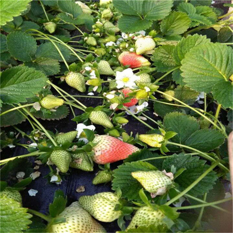 章姬草莓苗基地