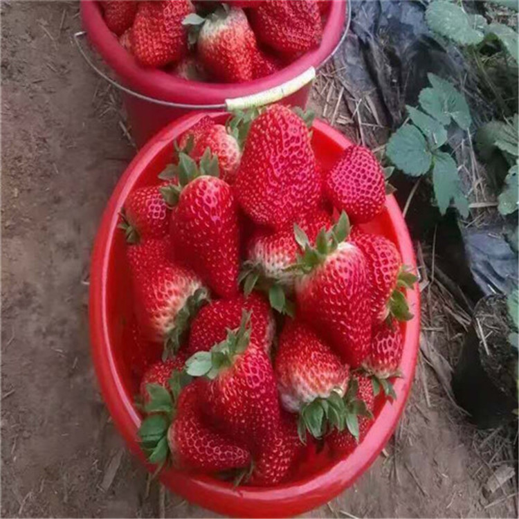 甜查理草莓小苗培育基地