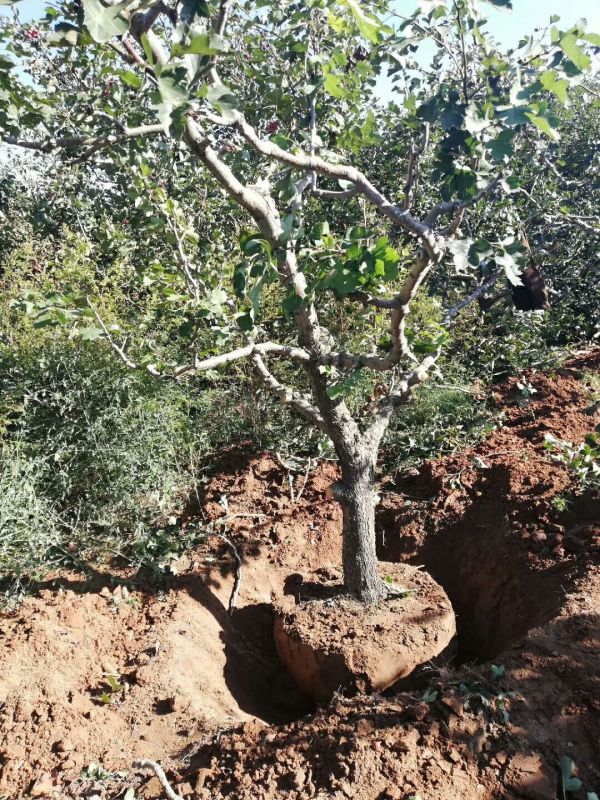 山楂树品种 10-12公分大金星山楂树产地