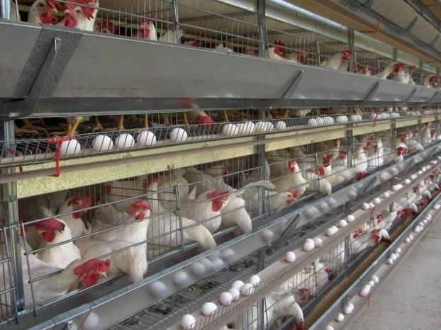 西平出口鸡笼养鸡设备 自动化养鸡设备加工厂