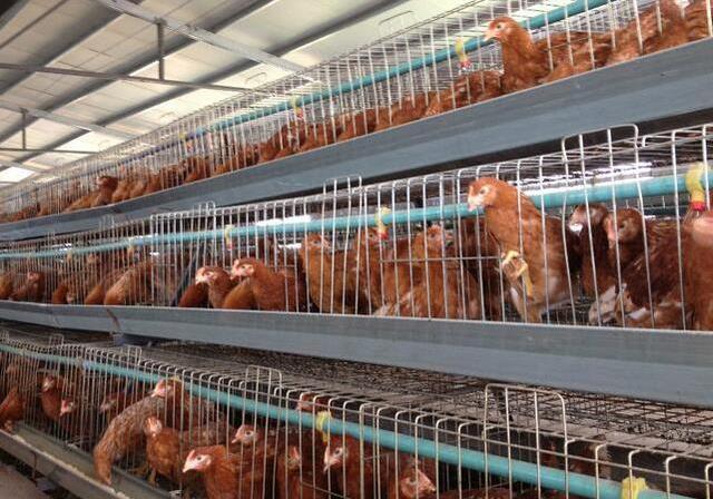 河南层叠式自动化鸡笼养鸡设备加工厂