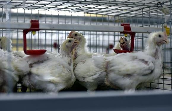 西平层叠式自动化鸡笼养鸡设备加工厂