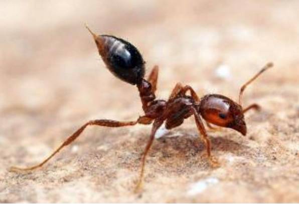 黔东南红火蚁灭杀-红火蚁是什么