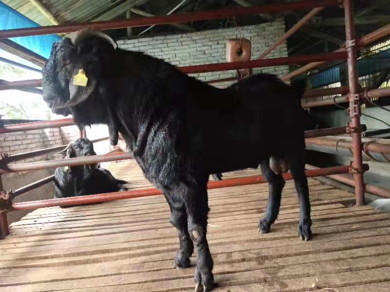 永州努比亚黑山羊养殖厂