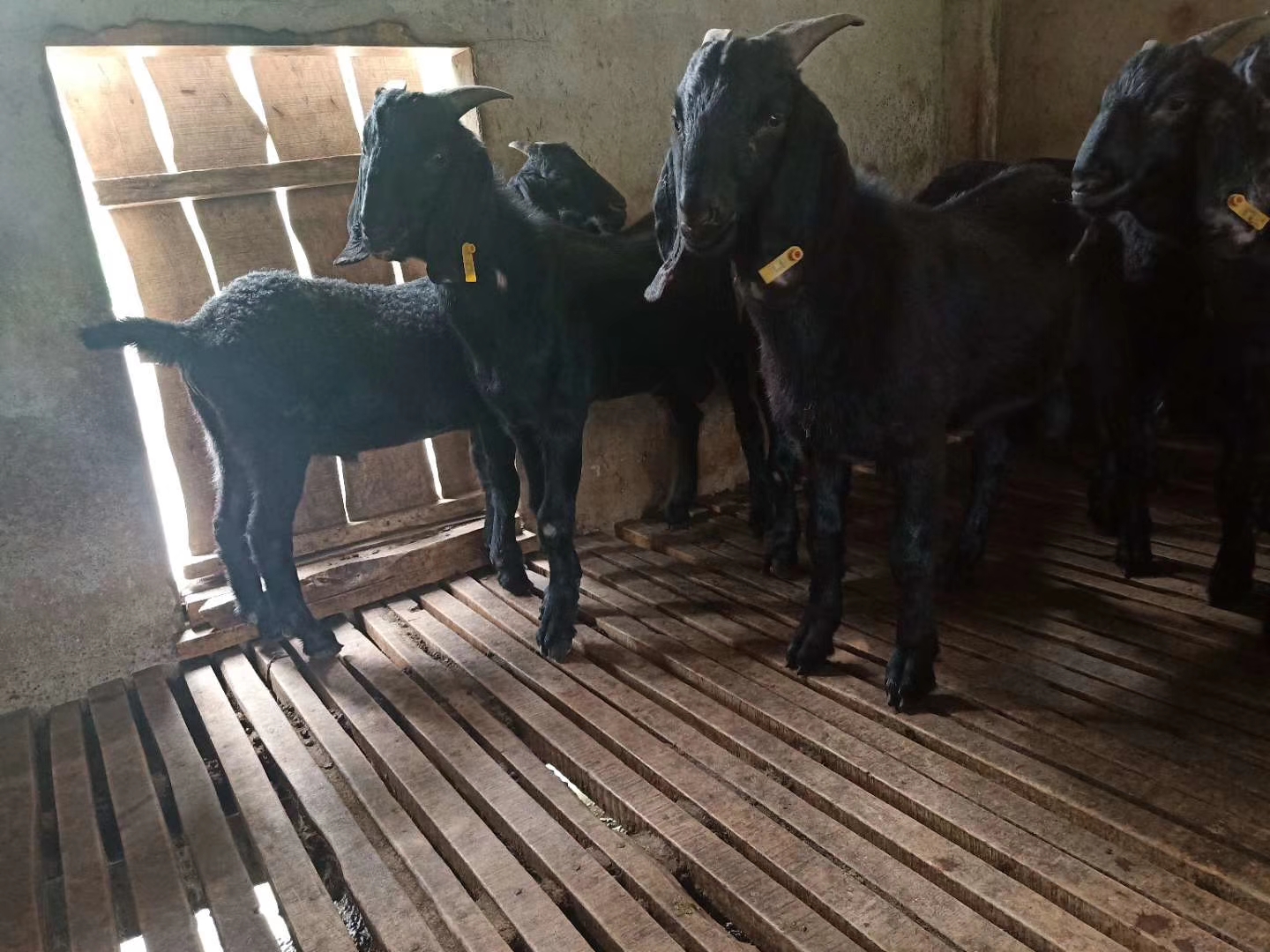 重庆哪里有黑山羊养殖基地-安良山羊养殖场