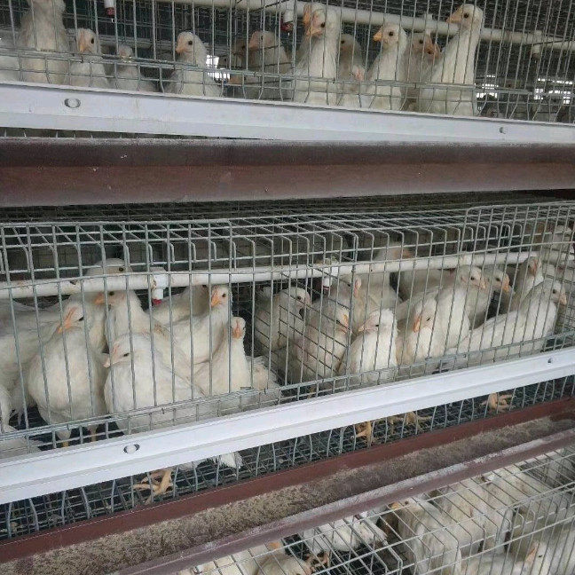 恩施罗曼灰育成鸡采购中心 60日龄以上罗曼灰育成鸡随时有货
