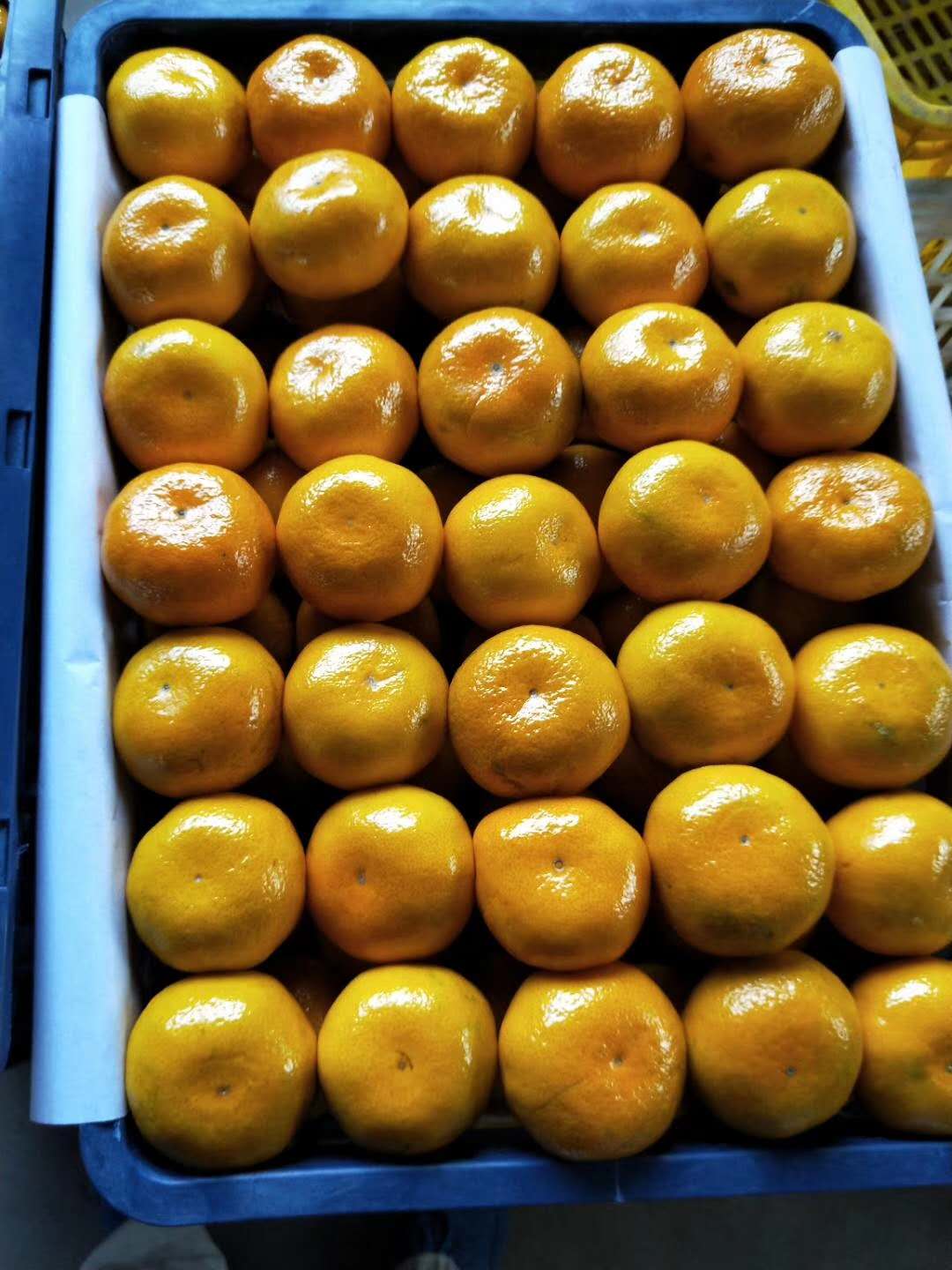 城固蜜桔申请汉中桔子批发电商一件代发柑橘水果