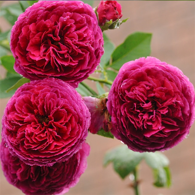 欧洲灌木大花月季枫叶玫瑰微型月季价格