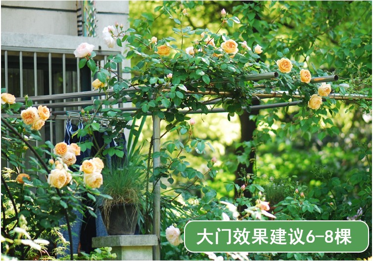 蔷薇花苗大型种植基地电话