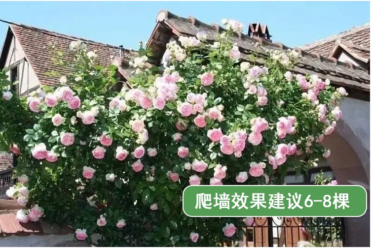 温州月季小苗设计欧洲灌木大花月季心之水滴