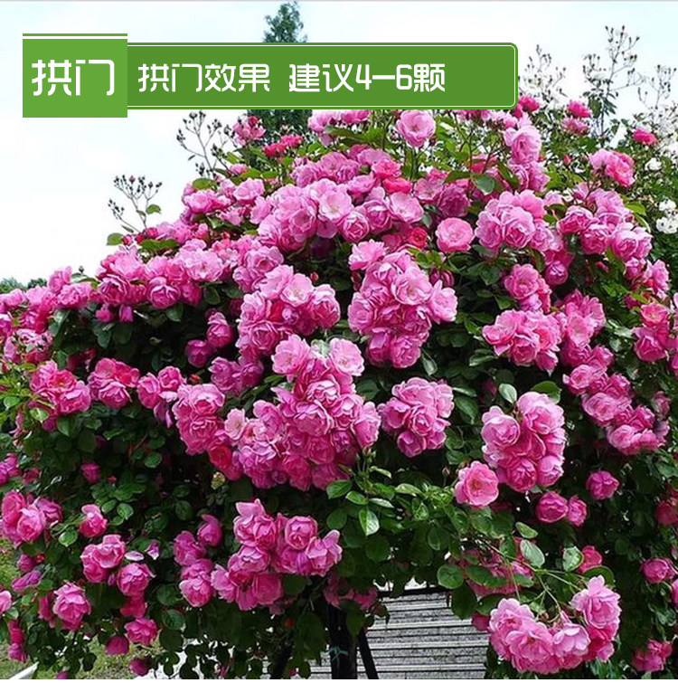 欧洲灌木大花月季枫叶玫瑰微型月季价格
