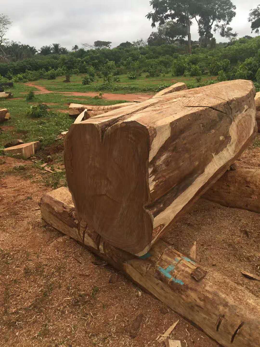 黄埔港进口香柏木板材清关公司-木材进口清关物流