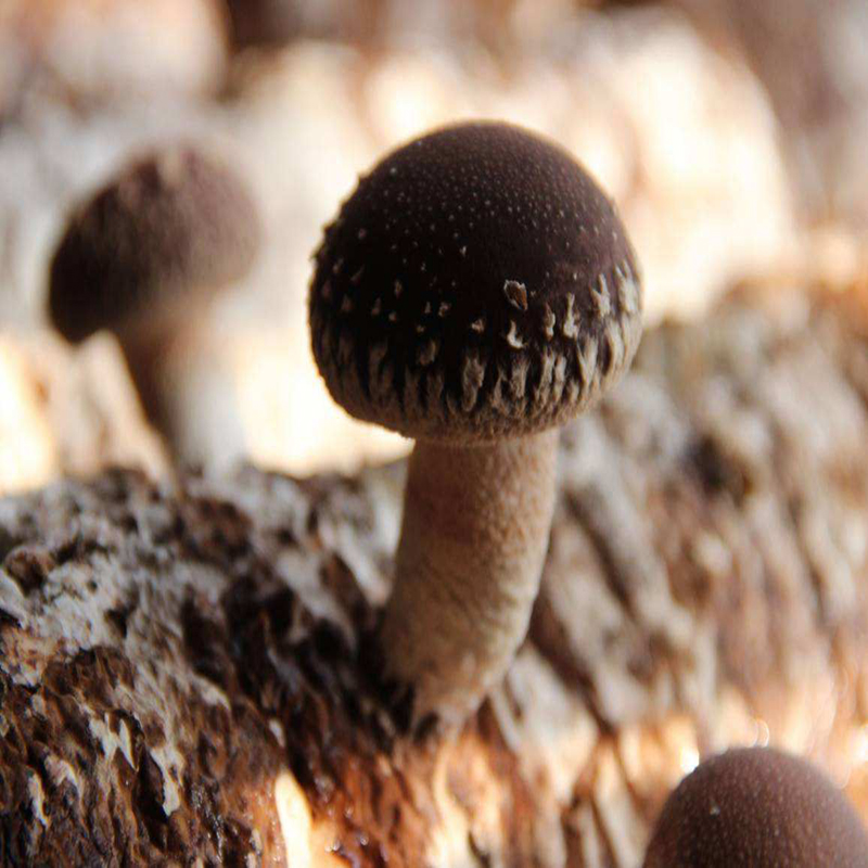 食用菌用石膏粉 蘑菇栽培基质石膏 食用菌棒用石膏