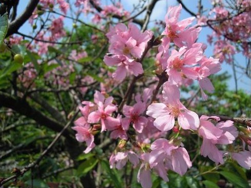 江西红粉佳人樱花、广州樱花、香水樱出售