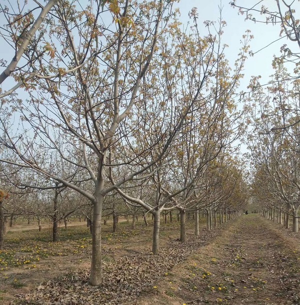 山西米径10公分核桃树基地产地货源 批发零售