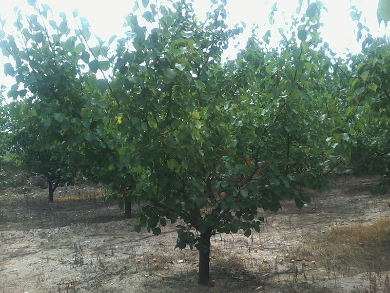 7公分杏树产地产地货源