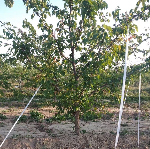 杏树价格 杏树栽培技术 欢迎咨询