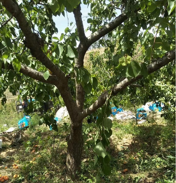 山西15公分杏树产地观果观花 产地货源