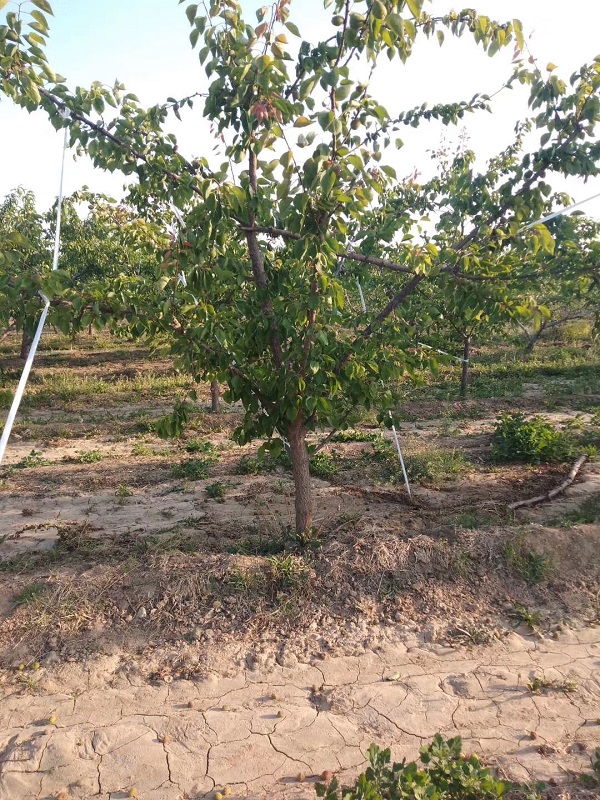 16公分杏树批发产地直供 种植基地