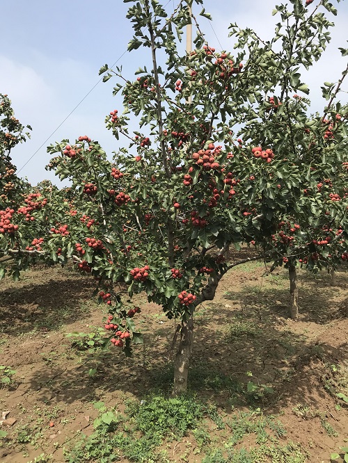 山西20公分山楂树出售产地货源 红果树
