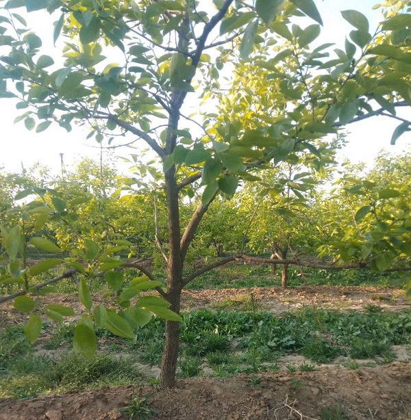 6公分柿子树基地小区绿化 品种好 欢迎选购