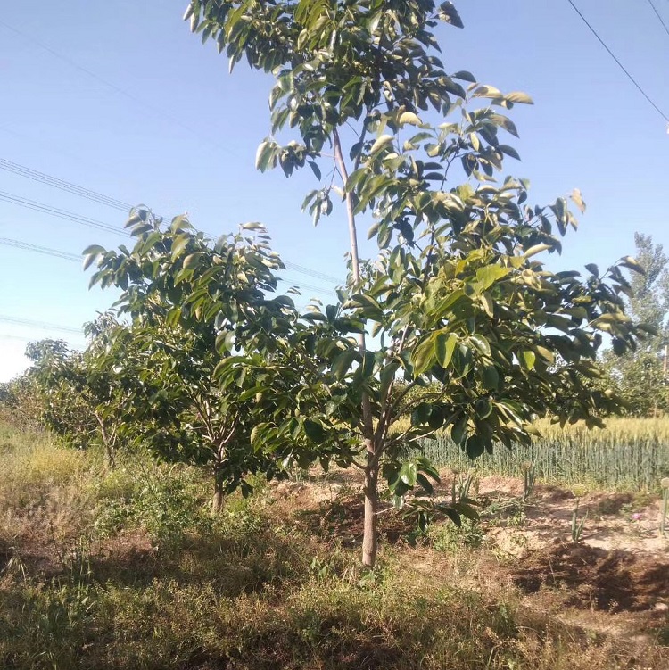 18公分柿子树批发产地货源