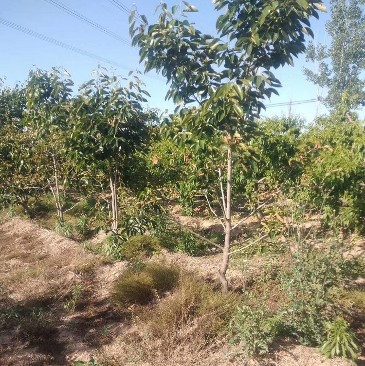 山西16公分柿子树产地大规格果树基地