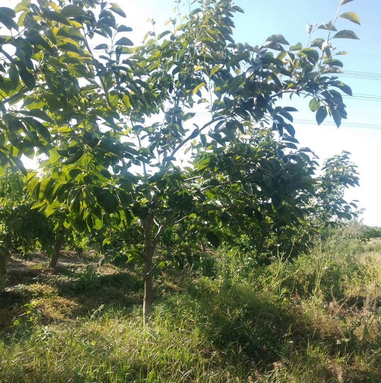 6公分柿子树基地小区绿化