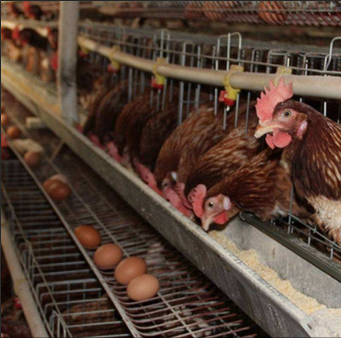 2021春季海兰褐青年鸡存栏量较小，60天青年鸡比春节前价格涨了1元