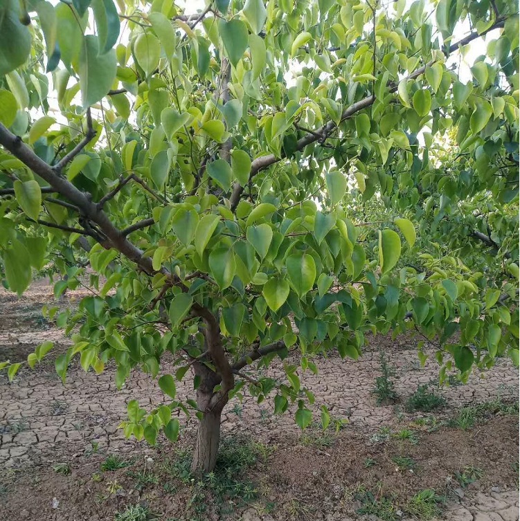 6公分梨树出售产地直供