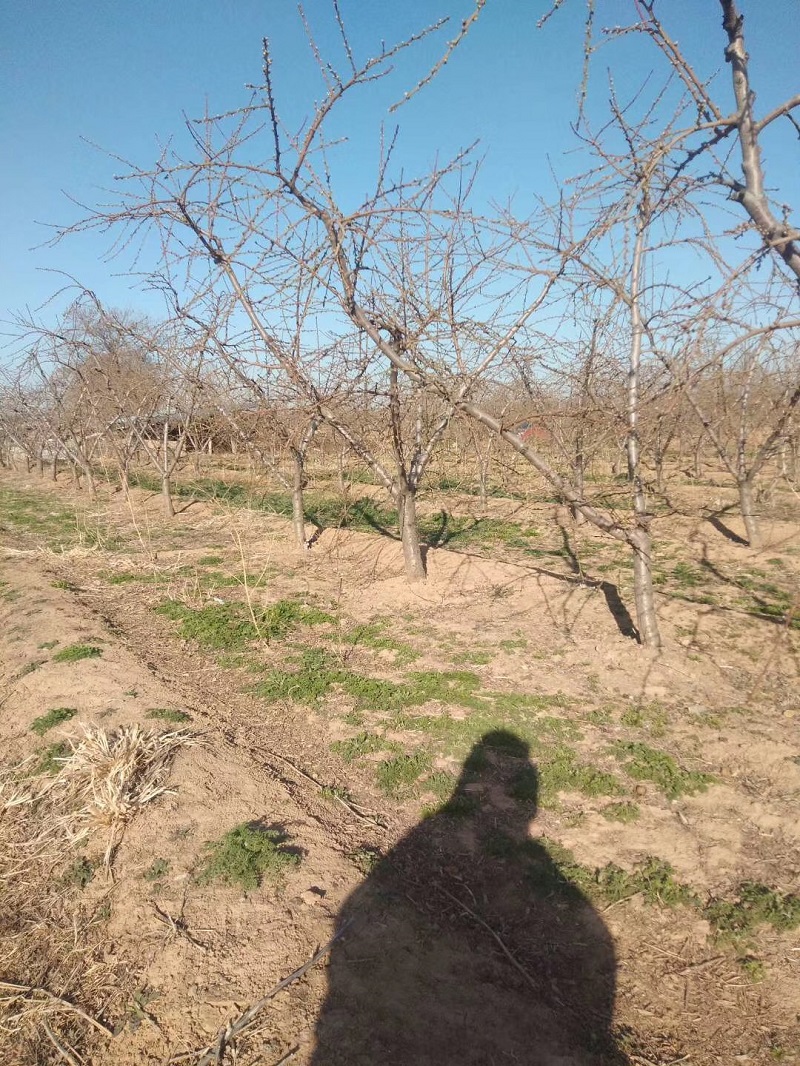 山西8公分主干形桃樹產地綠化桃樹