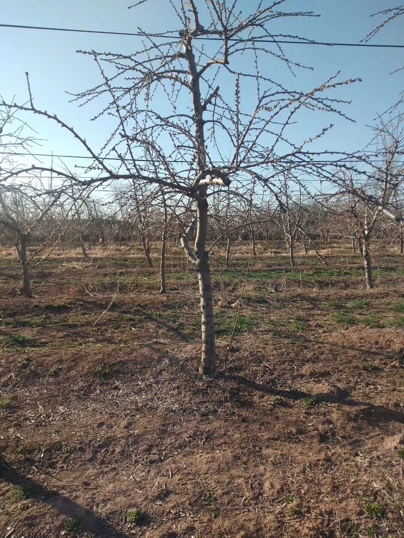 河南3公分占地桃树种植基地