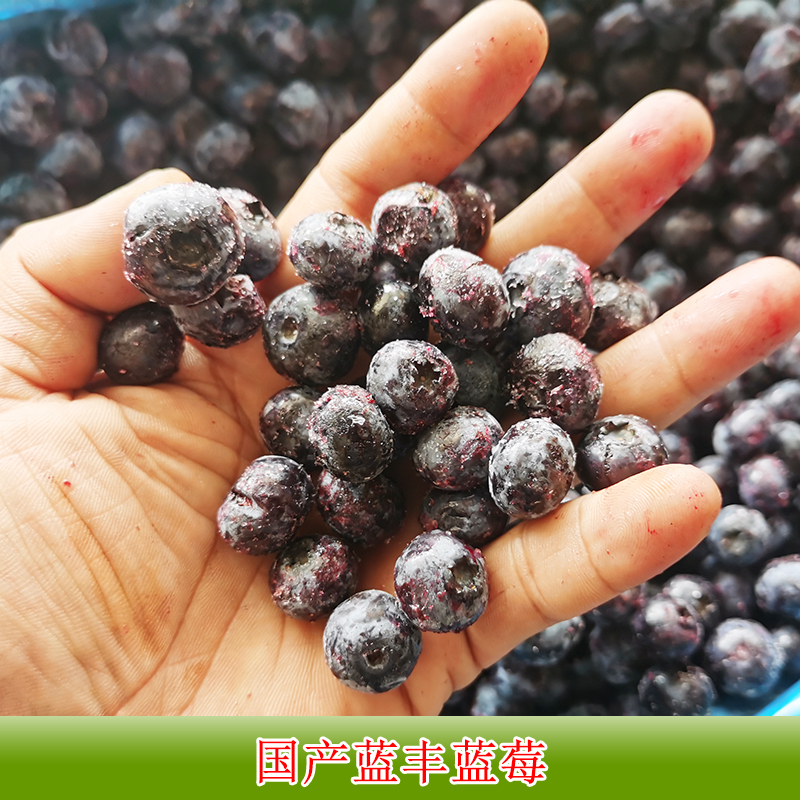 加工批发冷冻蓝莓速冻浆果榨汁水果