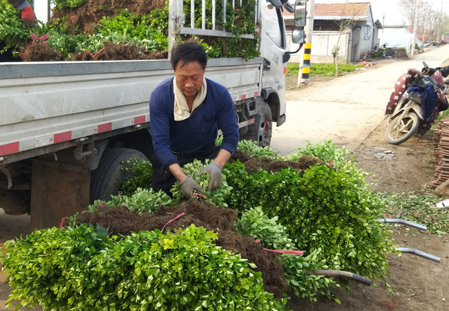 圆叶黄杨