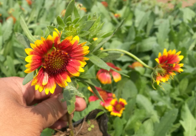 蓝花鼠尾草济南金光菊产地多年行业经验景观种类齐全