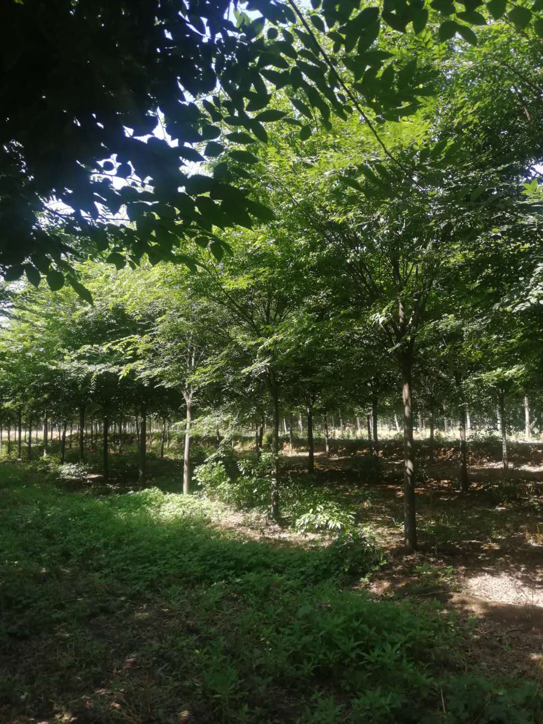 2020榉树生产基地