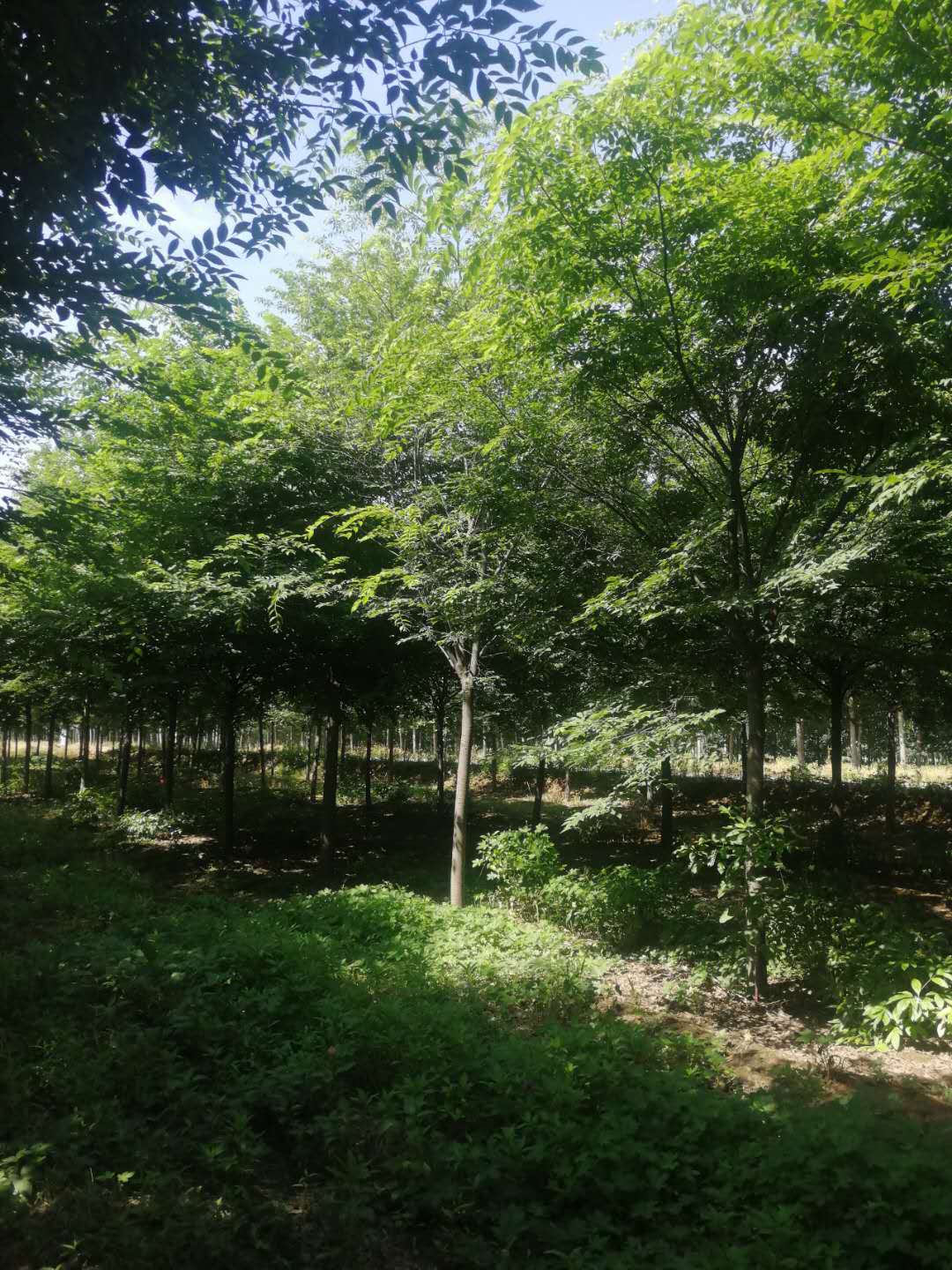 山东9公分榉树繁育基地