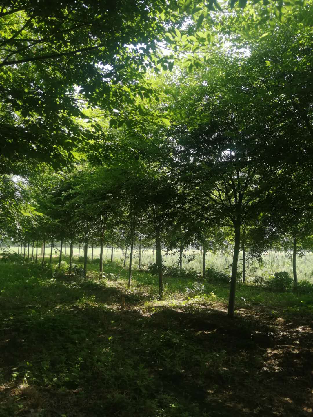 安徽苗圃紅櫸樹基地