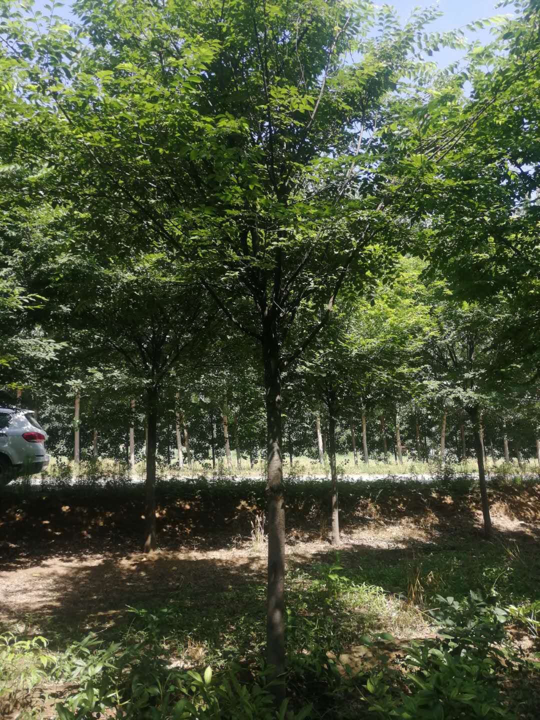 安徽8公分榉树繁育基地