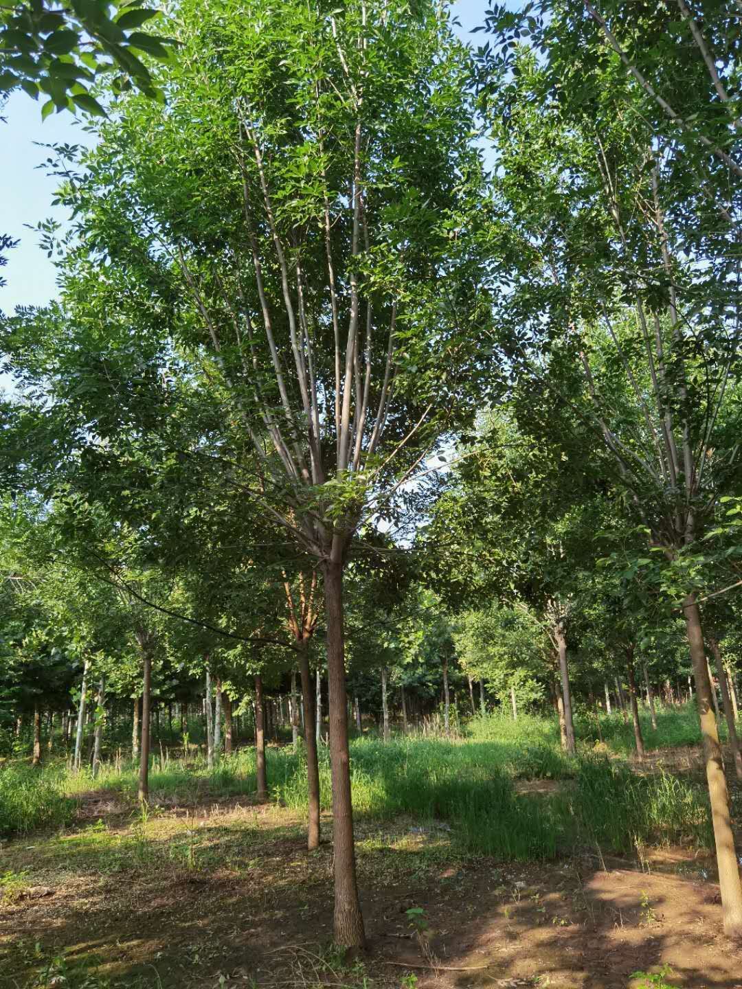 黑龙江速生白蜡树苗 10公分丛生白蜡树 工程园林绿化白蜡树