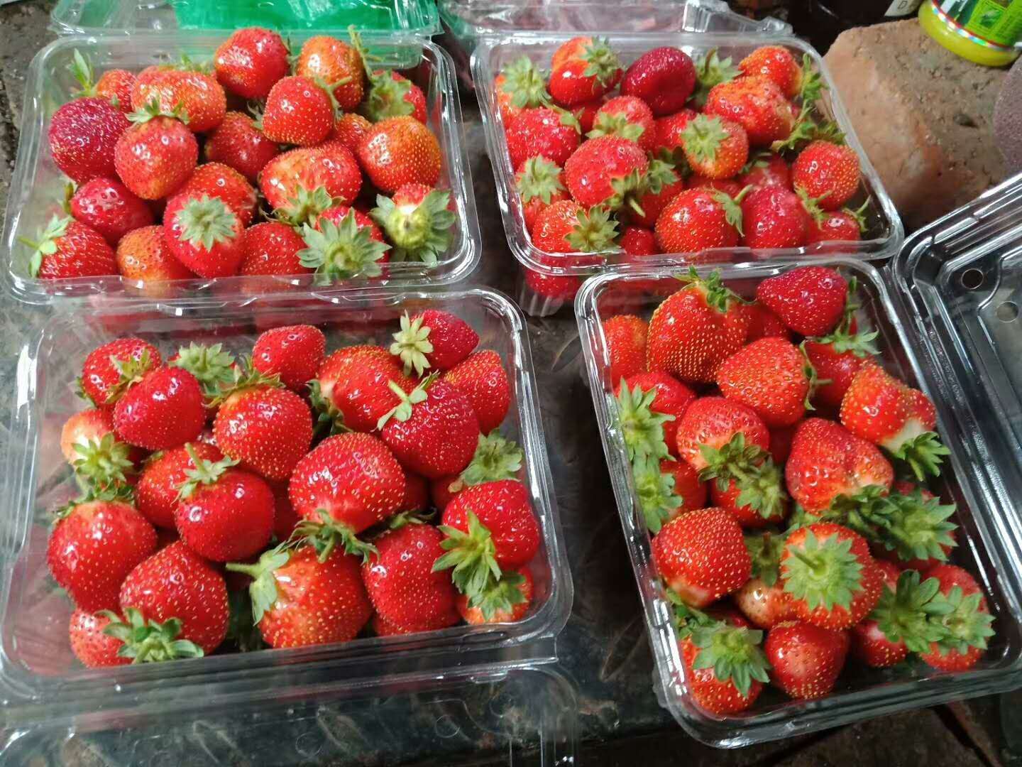 出售四季草莓苗，东北四季草莓苗，黑龙江四季草莓苗