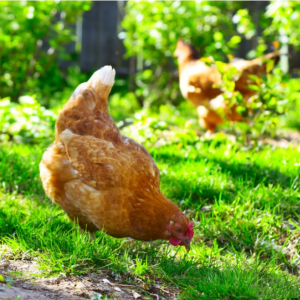 海兰褐蛋鸡产蛋高 两年买房不是梦 海兰褐青年鸡上新