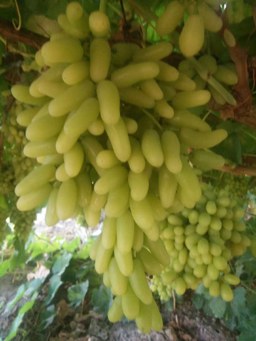 香蕉王葡萄苗