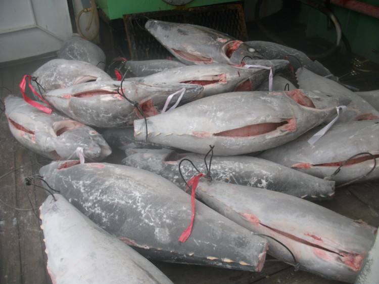印度代理冷凍魚進口報關公司