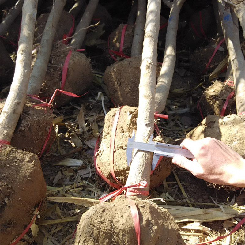 石榴树苗种植一亩地亩产量