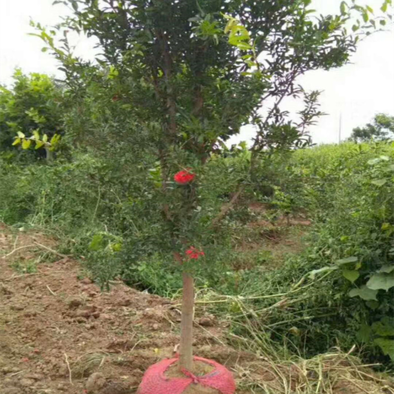 泰山红石榴树苗品种介绍