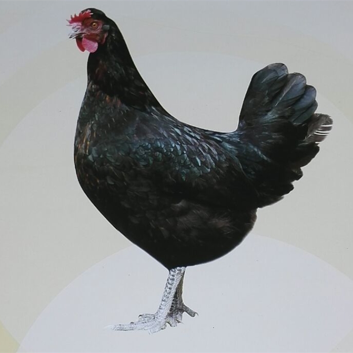 安顺绿壳蛋鸡又称五黑鸡或五黑一绿鸡