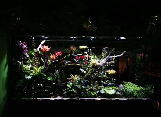 昆明大型雨林缸经销商服务至上云南鲸悦水族恒盈鱼缸供应
