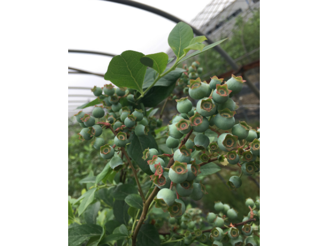 六盘水蓝莓种植蓝莓苗批发 欢迎咨询 台州市君临蓝莓供应